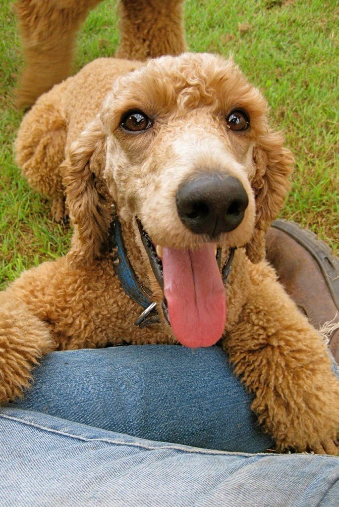 TOO CUTE: Treating an animal who gives you unconditional love with cruelty is the gateway to more unspeakable cruely. TOO CUTE: Treating an animal who gives you unconditional love with cruelty is the gateway to more unspeakable cruely.